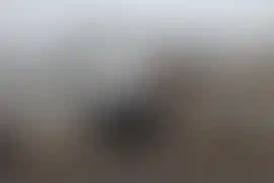 فاطمیه